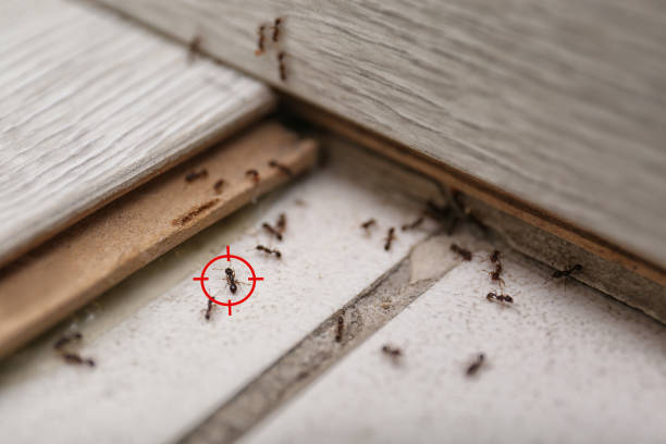 Pest Control Cost in Hitchcock, TX