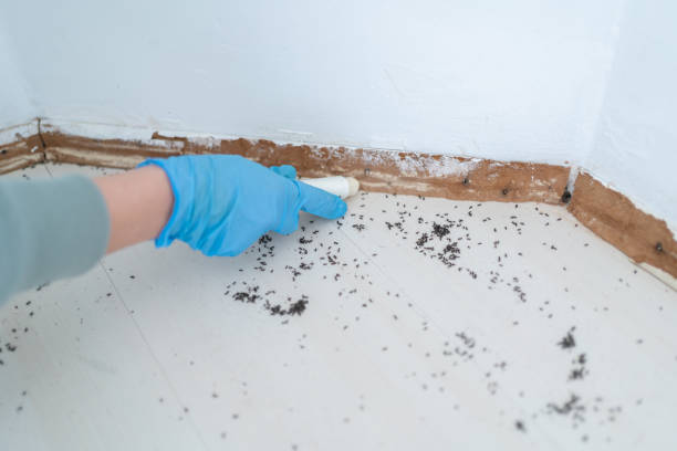 Best Emergency Pest Control  in Hitchcock, TX